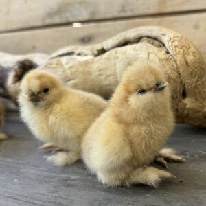 Silkies