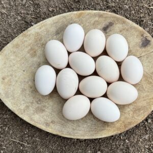 Silkie Hatching Eggs