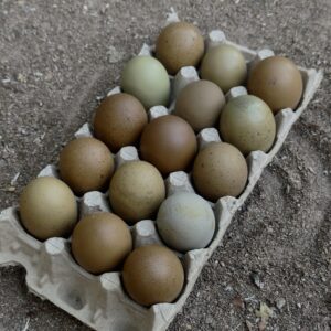 Motley Brew Hatching Eggs